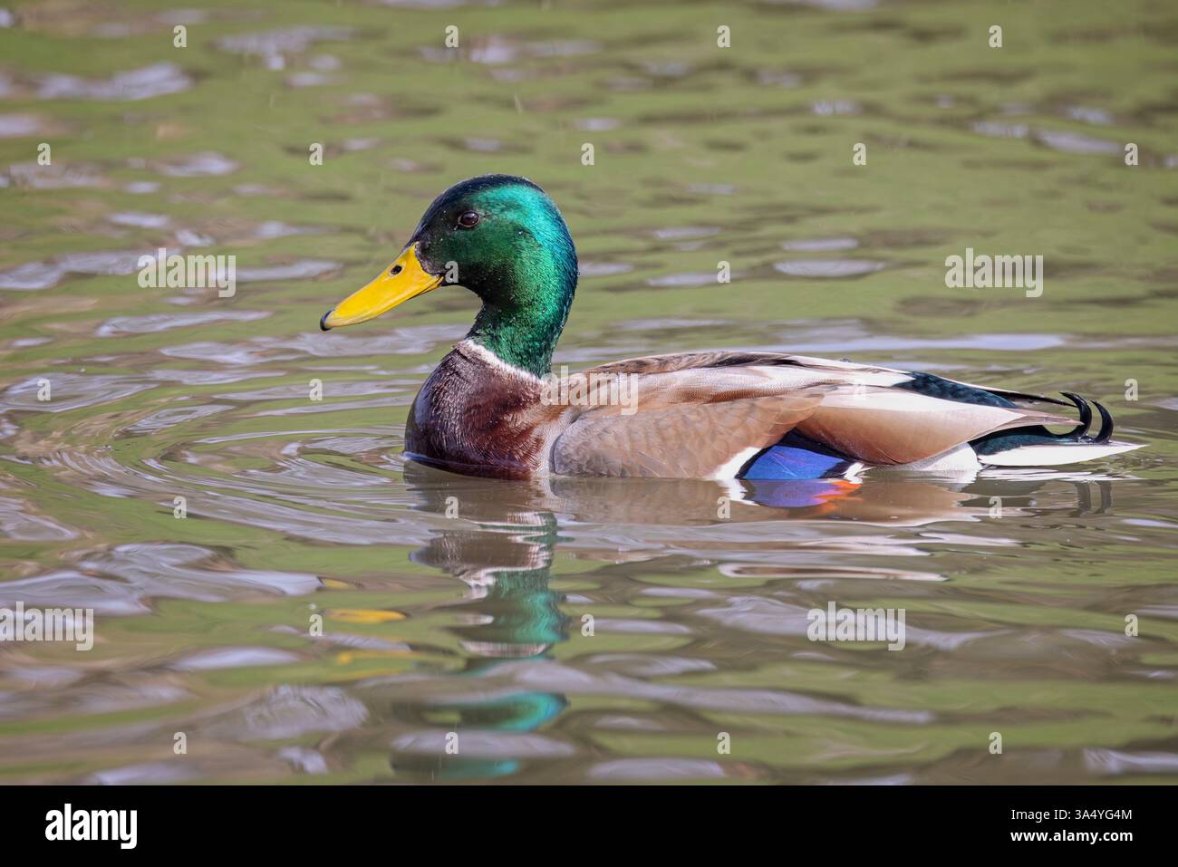Abschluss einer wunderschönen männlichen Mallard-Ente auf See mit Reflexion in Wiltshire, Großbritannien am 19. März 2025 Stockfoto