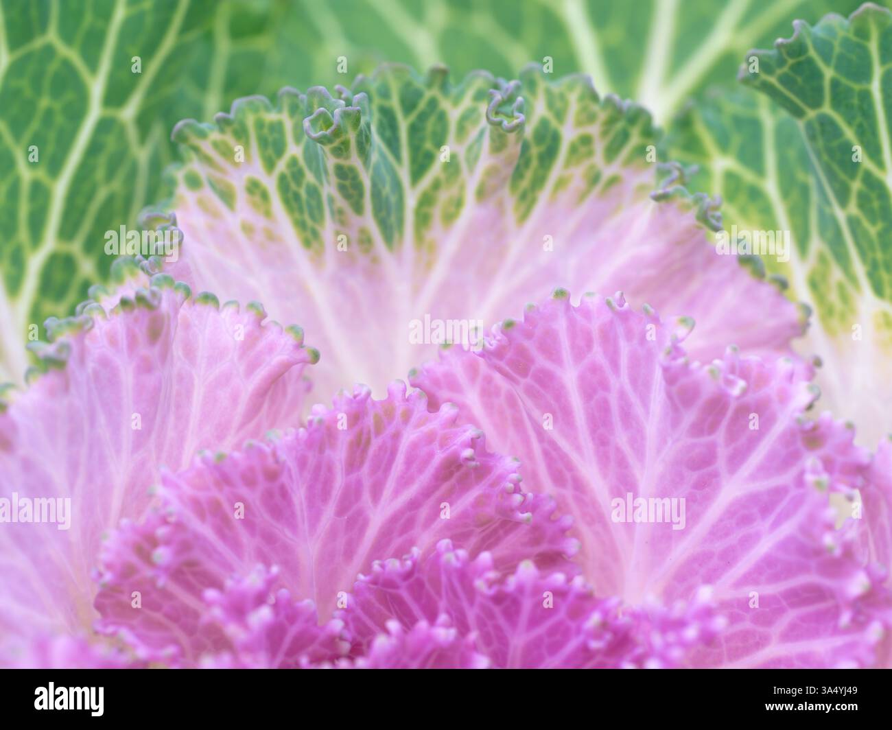„Osaka Pink“ blühender Grünkohl verleiht einem Wintergarten einen Farbtupfer. Stockfoto