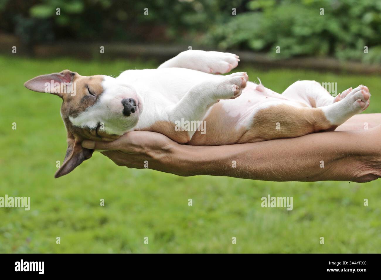 Miniatur-Stier-Terrier-Welpe Stockfoto