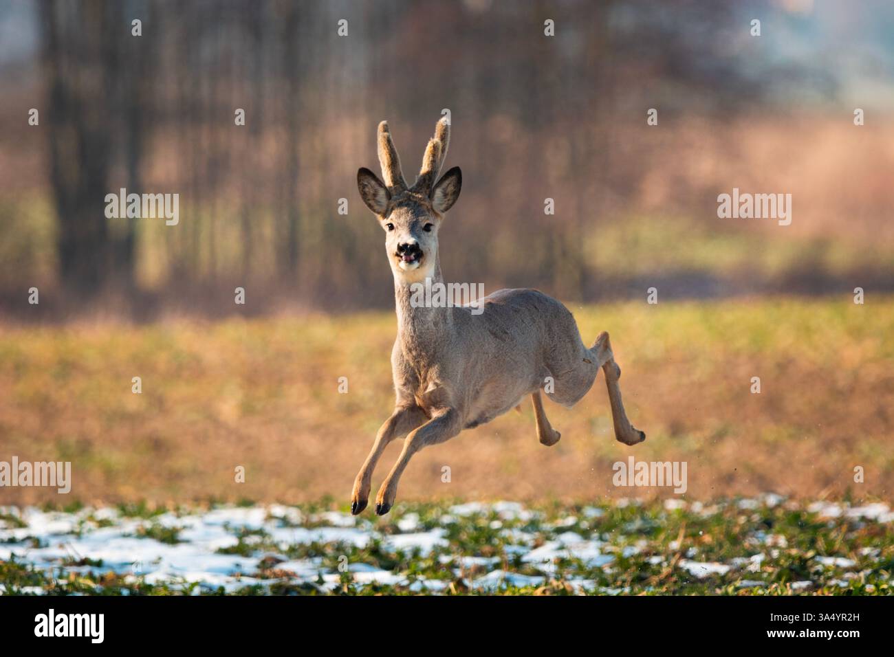 Ein Reh läuft schnell über das Feld, Zarzecze, Lubelskie, Polen Stockfoto