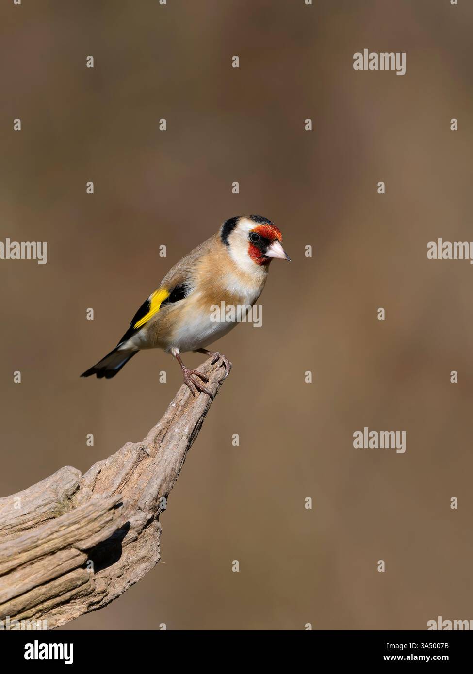 Goldfinch, Carduelis carduelis, Single Bird on Branch, West Midlands, März 2025 Stockfoto