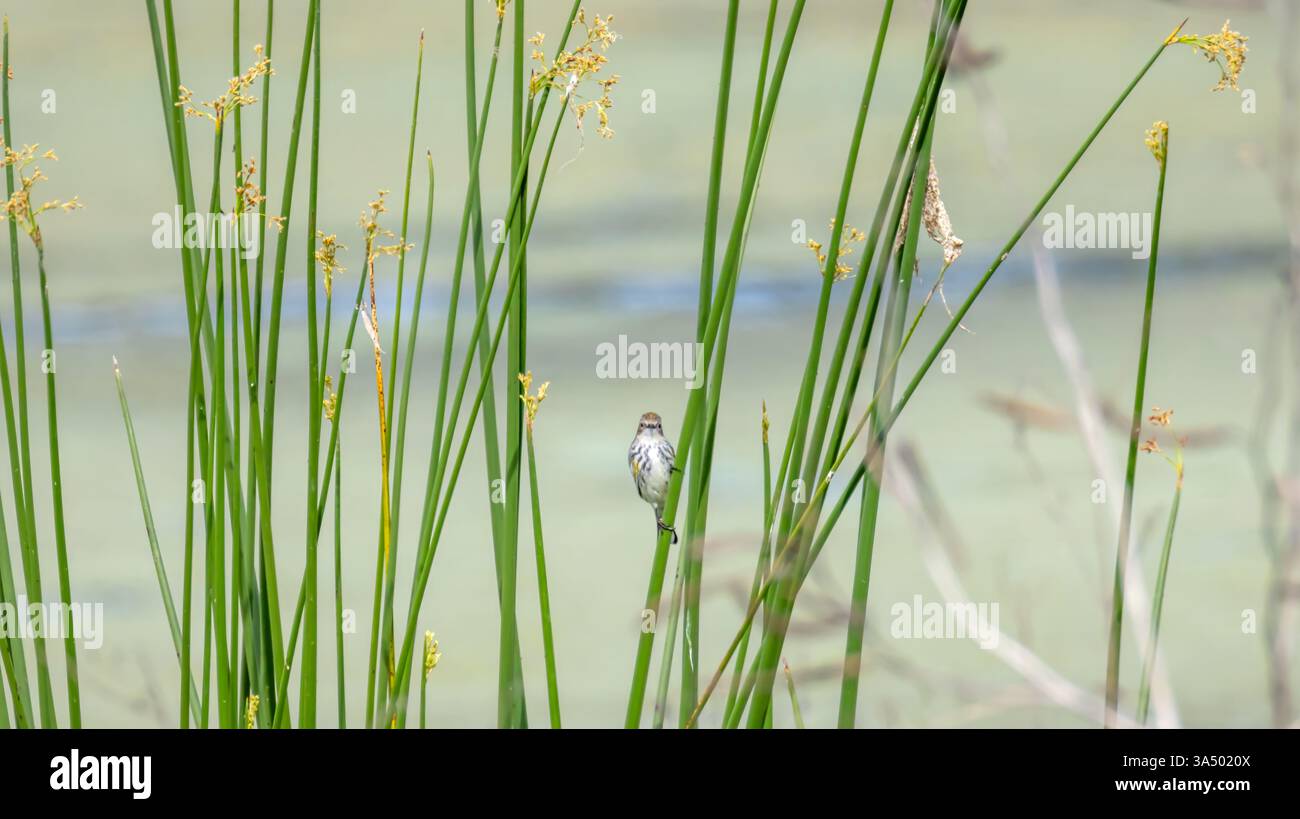 Gelbrumpeliger Warbler, der zwischen großen Gräsern in den Green Marsh Feuchtgebieten in der Nähe von Waters Edge und markanter Pose Landscape Hintergrund thront Stockfoto