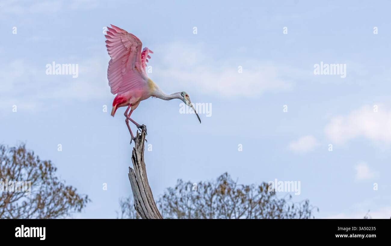 Roseate Spoonbill startet im Flug auf einem verwitterten toten Baumbarsch gegen einen ruhigen Himmel Bunte Pink Wings and Feathers Flying Birds Stockfoto
