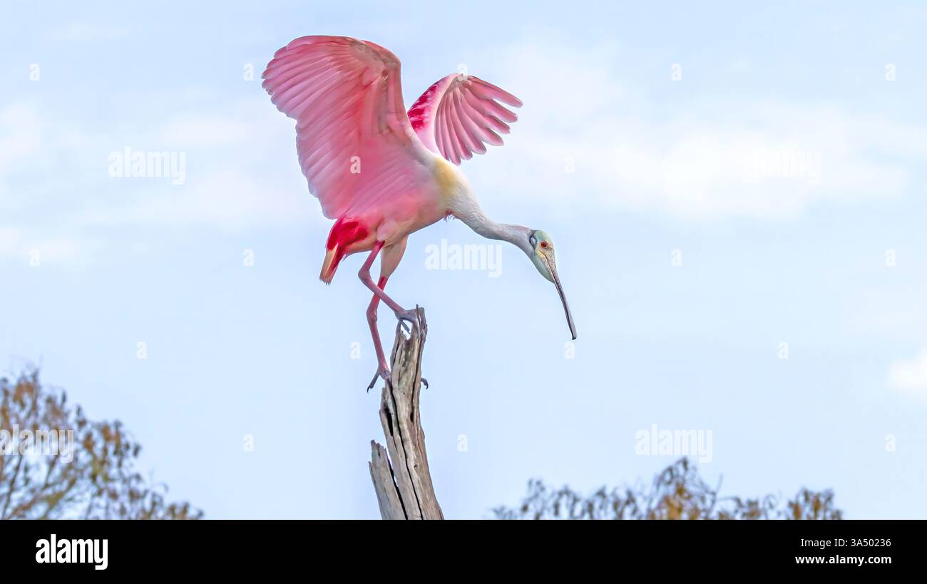 Roseate Spoonbill startet im Flug auf einem verwitterten toten Baumbarsch gegen einen ruhigen Himmel Bunte Pink Wings and Feathers Flying Birds Stockfoto