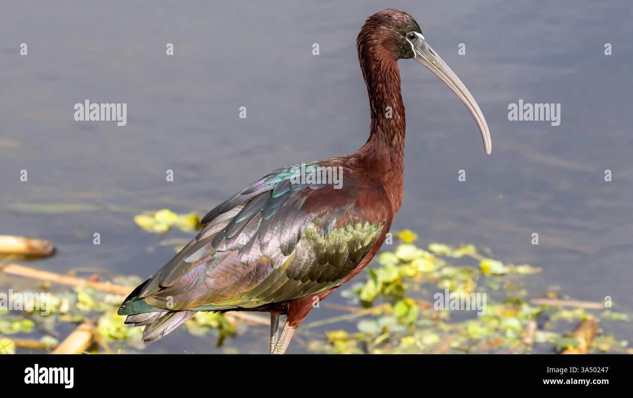 Glänzende Ibis mit schillerndem Gefieder am Wasserrand mit grünen Wasserpflanzen Lilien und Marsh Water Browns and Blues Stockfoto