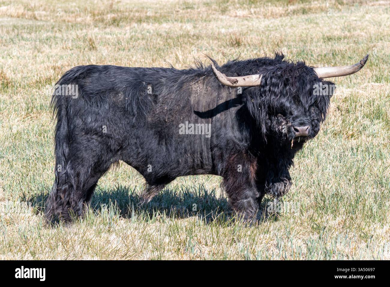 Schwarzer Highland-Rinderbulle, der im Grasland, Großbritannien, steht Stockfoto