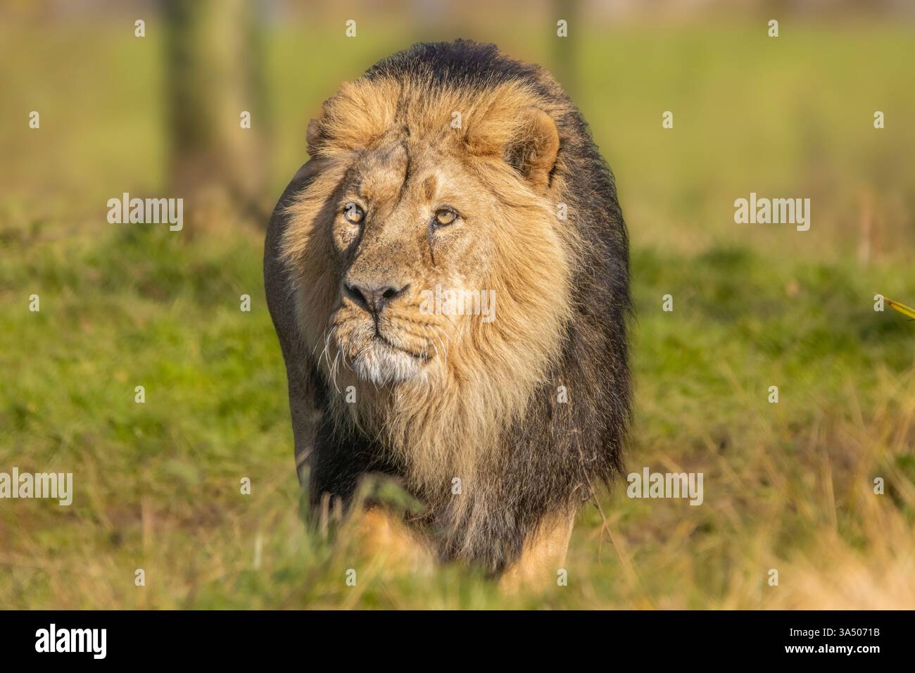 Asiatischen Löwen Stockfoto