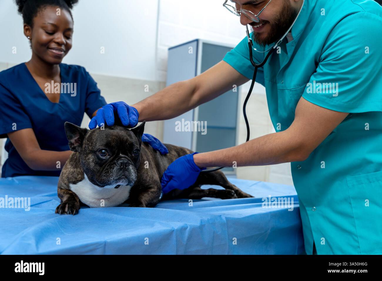 Der Tierarzt hört den Herzschlag eines Hundes mit einem Stethoskop in einer Klinik. Die Szene betont Tiergesundheit, Tiermedizin und professionelle Tiergesundheit. Geeignet für Veterinärdienste und Tierschutzkampagnen. Stockfoto