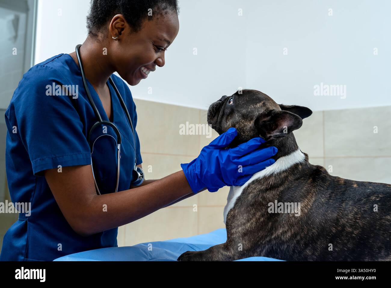 Lächelnder Tierarzt mit dunkler Haut, der den Kopf eines Hundes hält und ihn in der Klinik untersucht. Tierschutzszene im Innenbereich geeignet für Tiergesundheit, Tierschutz und klinische Dienstleistungen. Ideal für Tierarztpraxen, Tierpflege und Wellness-Kampagnen für Haustiere. Stockfoto