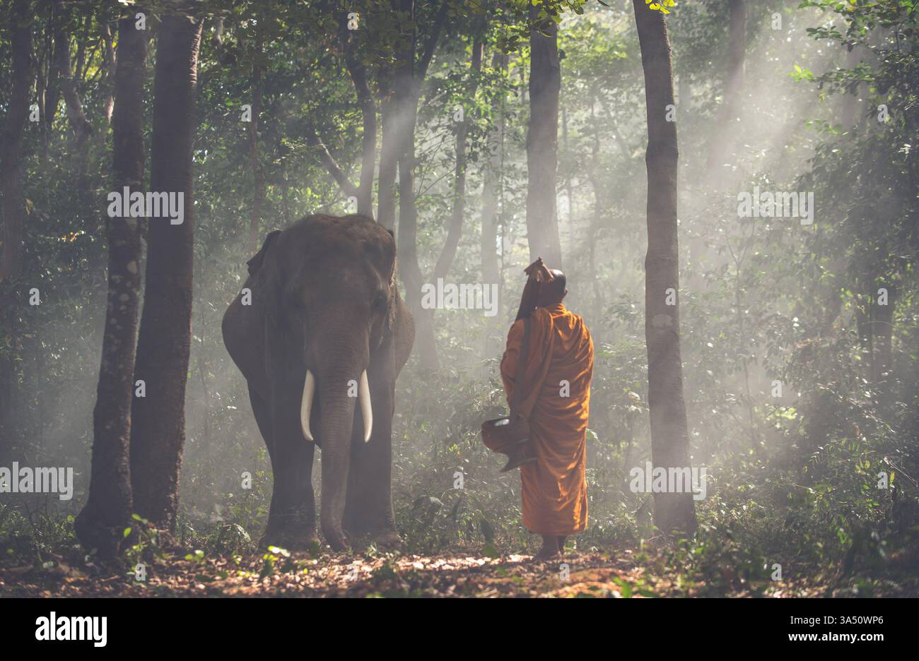 Ruhige Szene eines asiatischen buddhistischen Mönchs in Safrangewand, der in einem sonnendurchfluteten Wald auf einen ruhigen Elefanten zugeht. Ein beeindruckender Kultur- und Wildlife-Moment, ideal für Aktivitäten im Buddhismus, Tempelreisen und südostasiatische Landschaften. Stockfoto