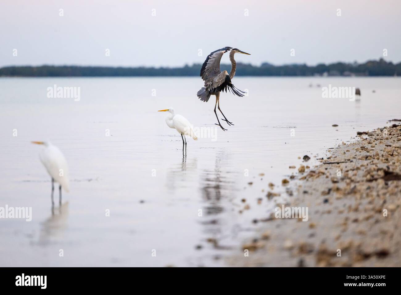 Great Blue Reiher landet im flachen Wasser neben Great Reiher entlang der Küste im Honeymoon Island State Park, Dunedin, Florida. Stockfoto