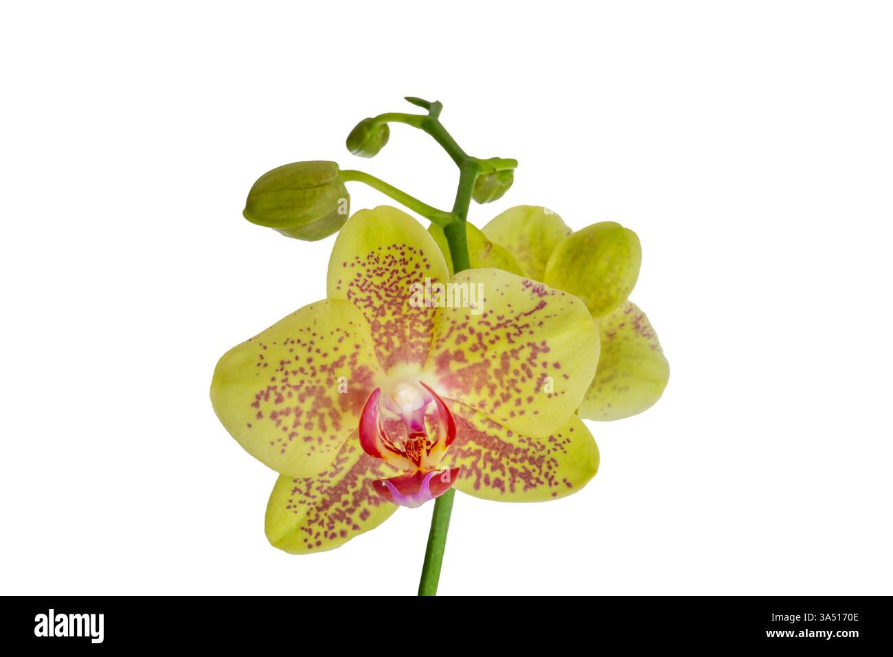 Gelbe MottenOrchidee auf weißem Hintergrund Stockfoto