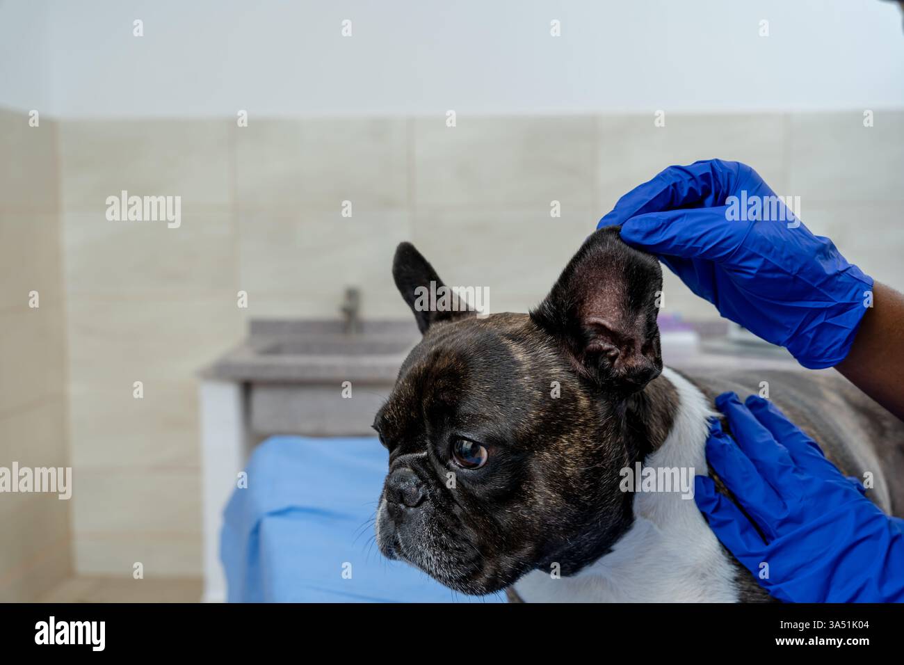 Nahaufnahme eines Hundeohrs, der von einem Tierarzt in einer Klinik untersucht wird. Tiermedizin Bildmaterial geeignet für Kommunikation über Tiergesundheit und Tierschutz. Ideal für Veterinärdienste, Tierpflege und medizinische Themen. Stockfoto