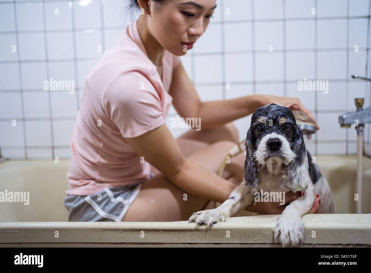 Asiatische Frau sitzt zu Hause in einer Badewanne und wäscht einen süßen Cocker Spaniel Welpen. Ein warmer Moment im Haushalt, der die Tierpflege mit der täglichen Routine verbindet. Ideal für Lifestyle- und Tierpflege-Visualisierungen mit Momenten in Innenräumen. Stockfoto