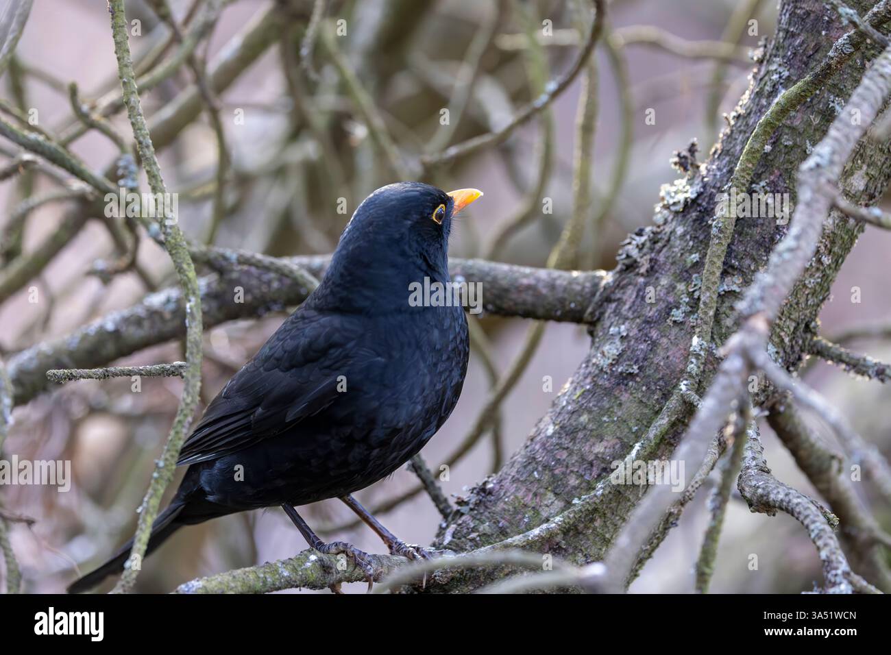 Gewöhnlicher schwarzer Vogel Stockfoto