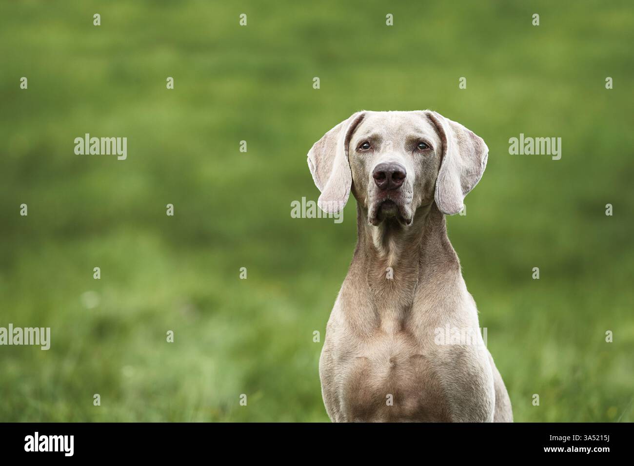 männliche Weimaraner Stockfoto