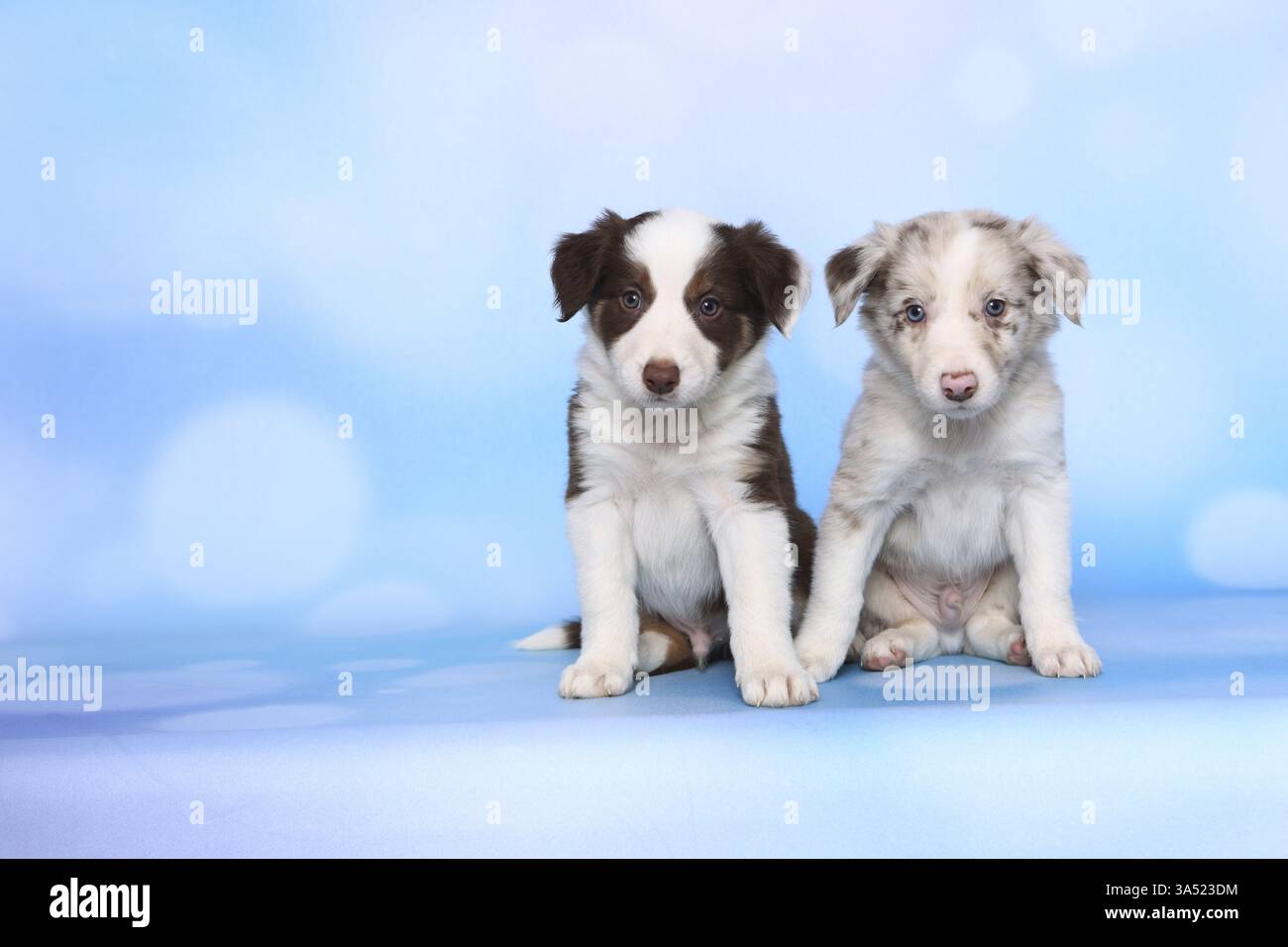 Border-Collie-Welpen Stockfoto