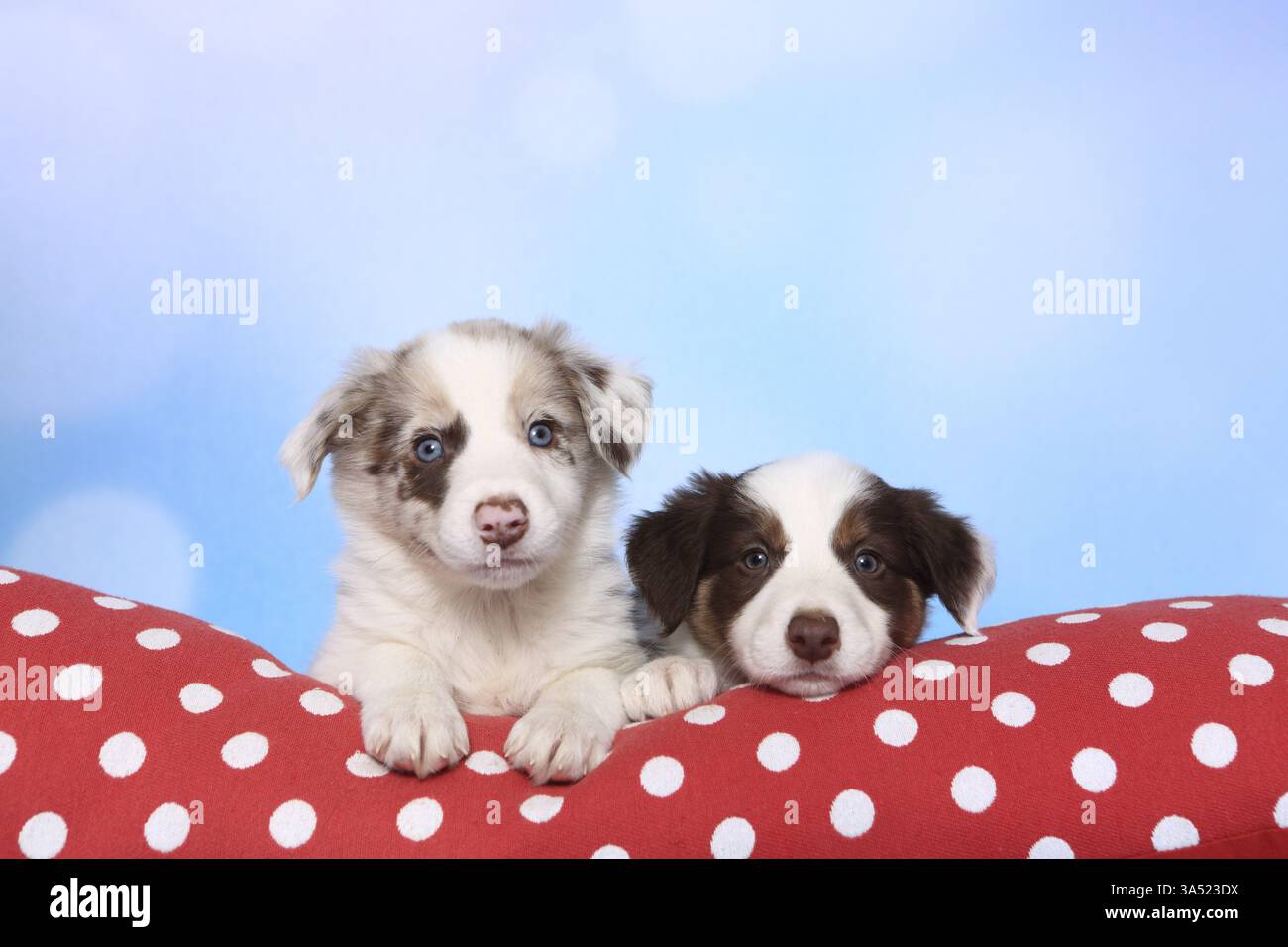 Border-Collie-Welpen Stockfoto