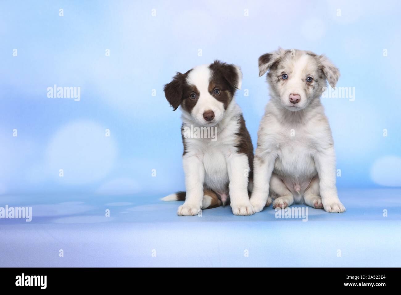 Border-Collie-Welpen Stockfoto