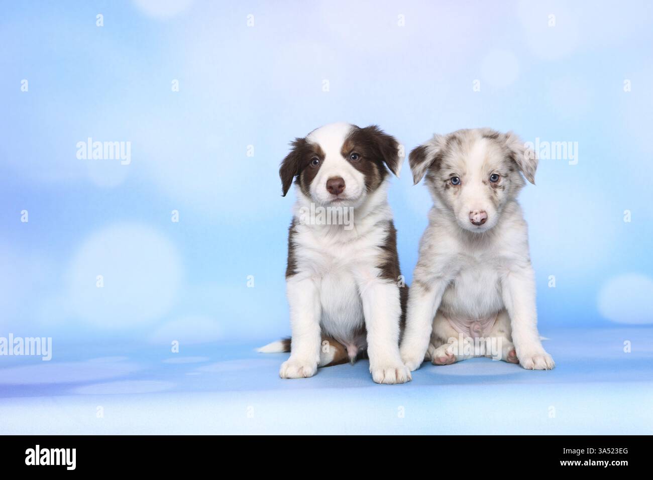 Border-Collie-Welpen Stockfoto