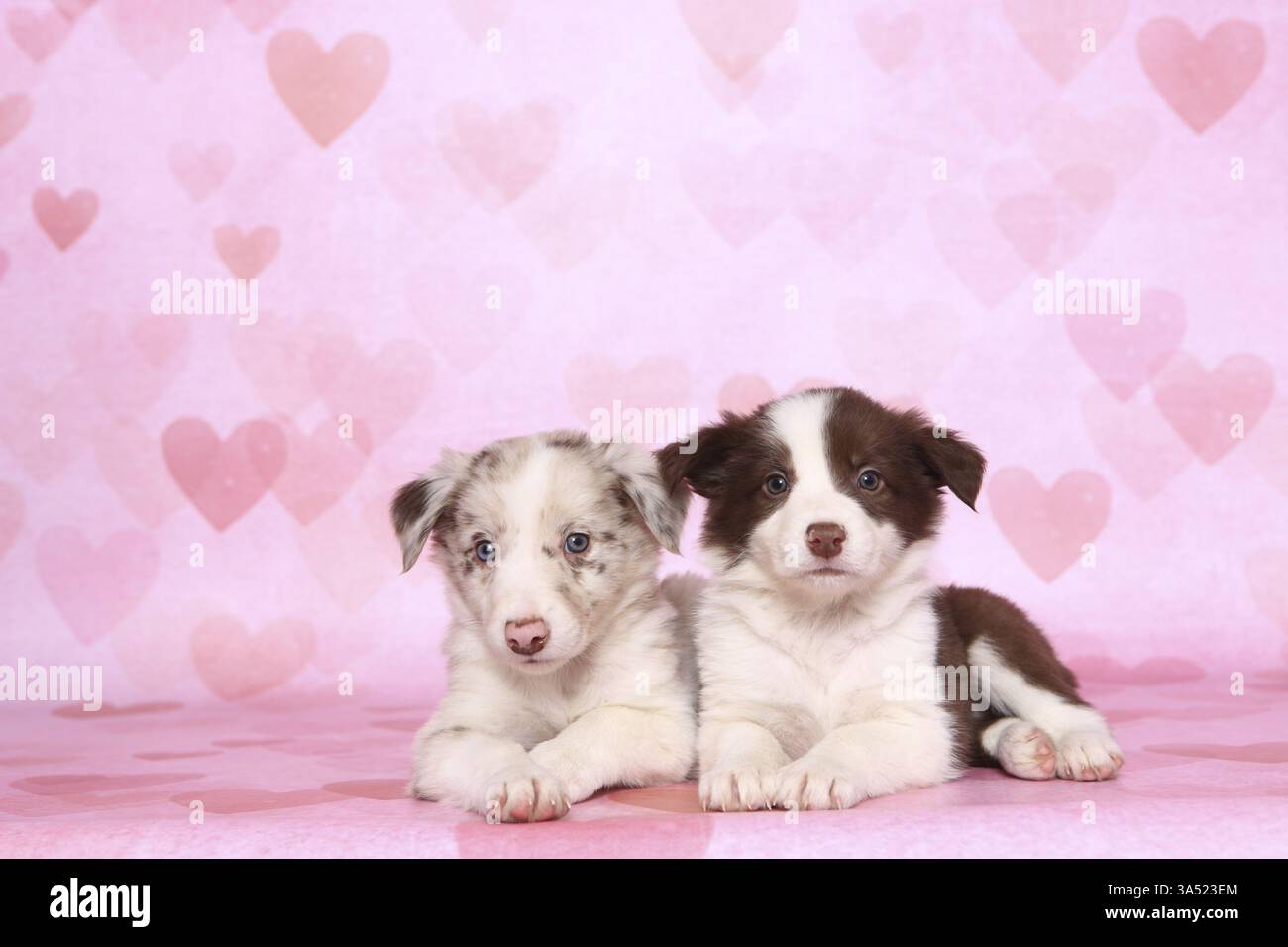 Border-Collie-Welpen Stockfoto