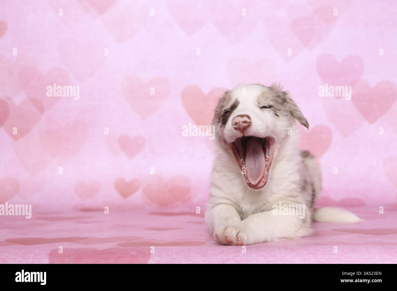 Border-Collie-Welpen Stockfoto