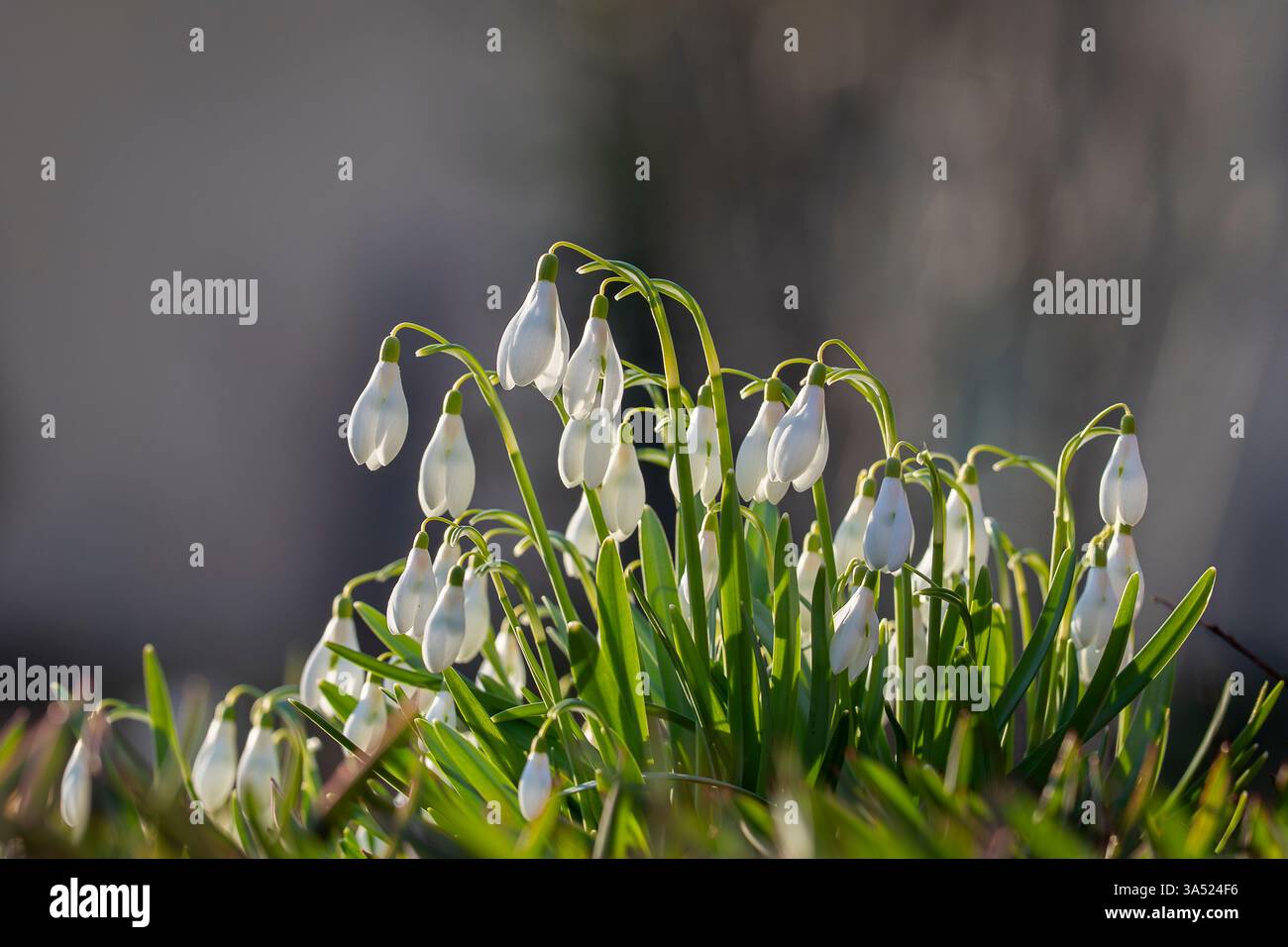 Die ersten weißen Schneeglöckchen im Park. Frühjahrsblume Schneeglöckchen (Galanthus). Eines der ersten Anzeichen des Frühlings. März Naturgarten. Nahaufnahme. Stockfoto