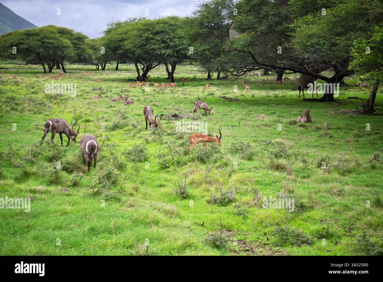 Vielfältige Antilopenarten, die im reichen afrikanischen Grünlandökosystem nebeneinander existieren. Natürliche afrikanische Tierwelt: wasserbock und Impala, die gemeinsam in grünen Meeren weiden Stockfoto