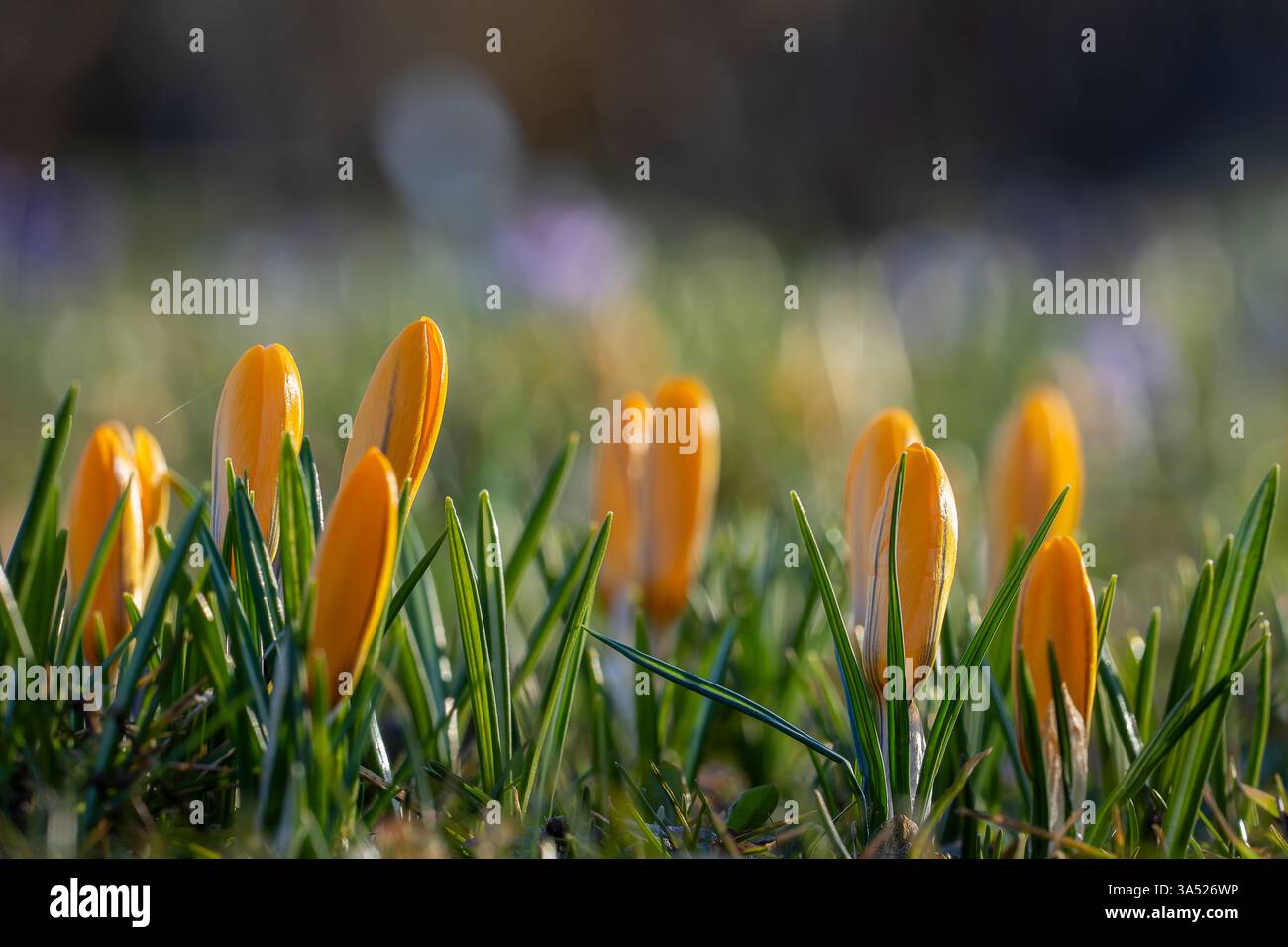 Gelbe geschlossene Krokusblüten im Frühjahr auf einer Wiese. Abstrakter floraler Hintergrund, gelbe Krokusblüten. Hintergrund mit Makroblumen für Markendesign. Stockfoto