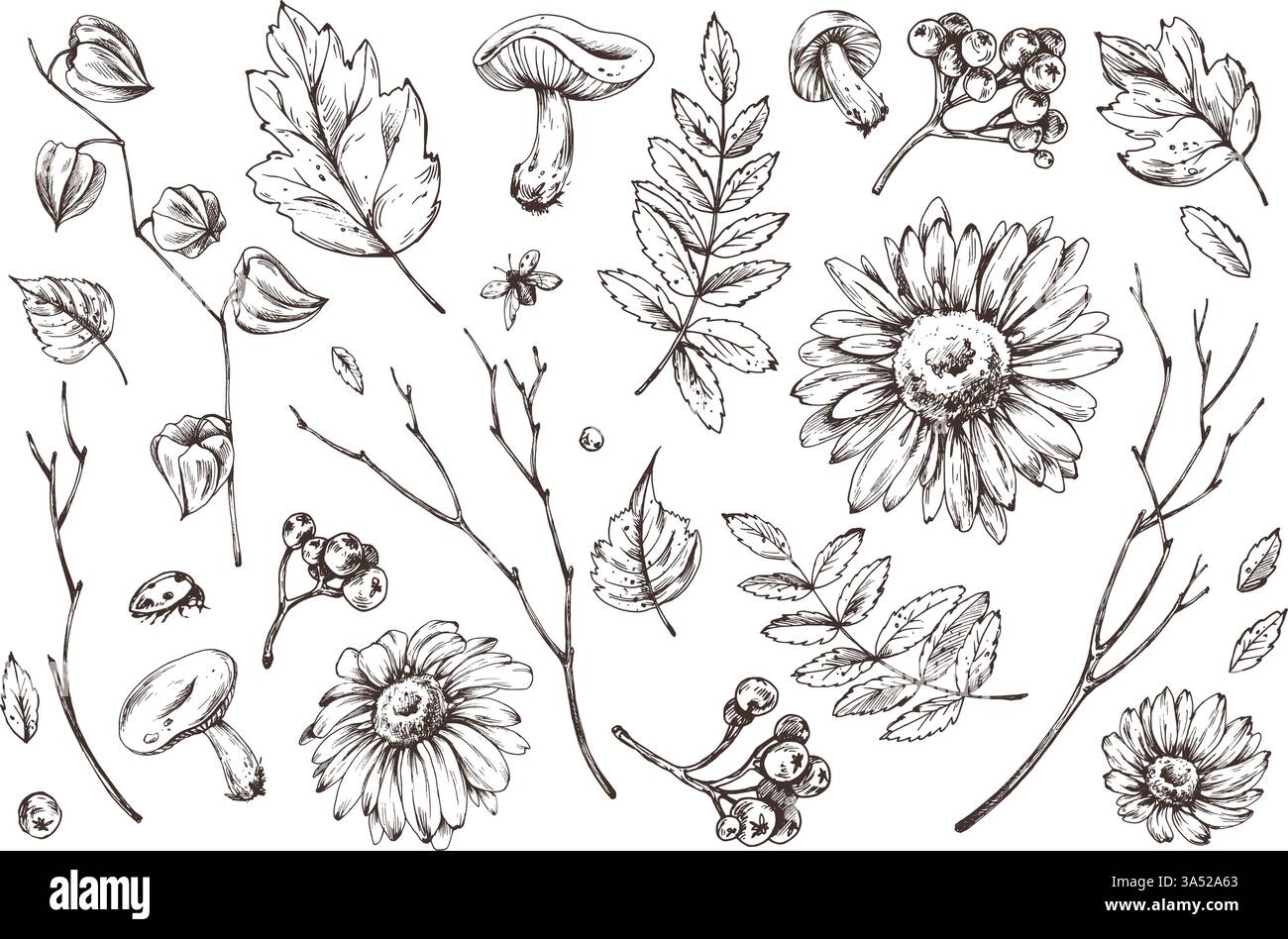 Herbstbeeren Physalis, Archaebeere, vogelblätter, Ahorn, Birke, russula-Pilze, Rudbeckia blüht Äste und Marienkäfer. Aquarell Stock Vektor