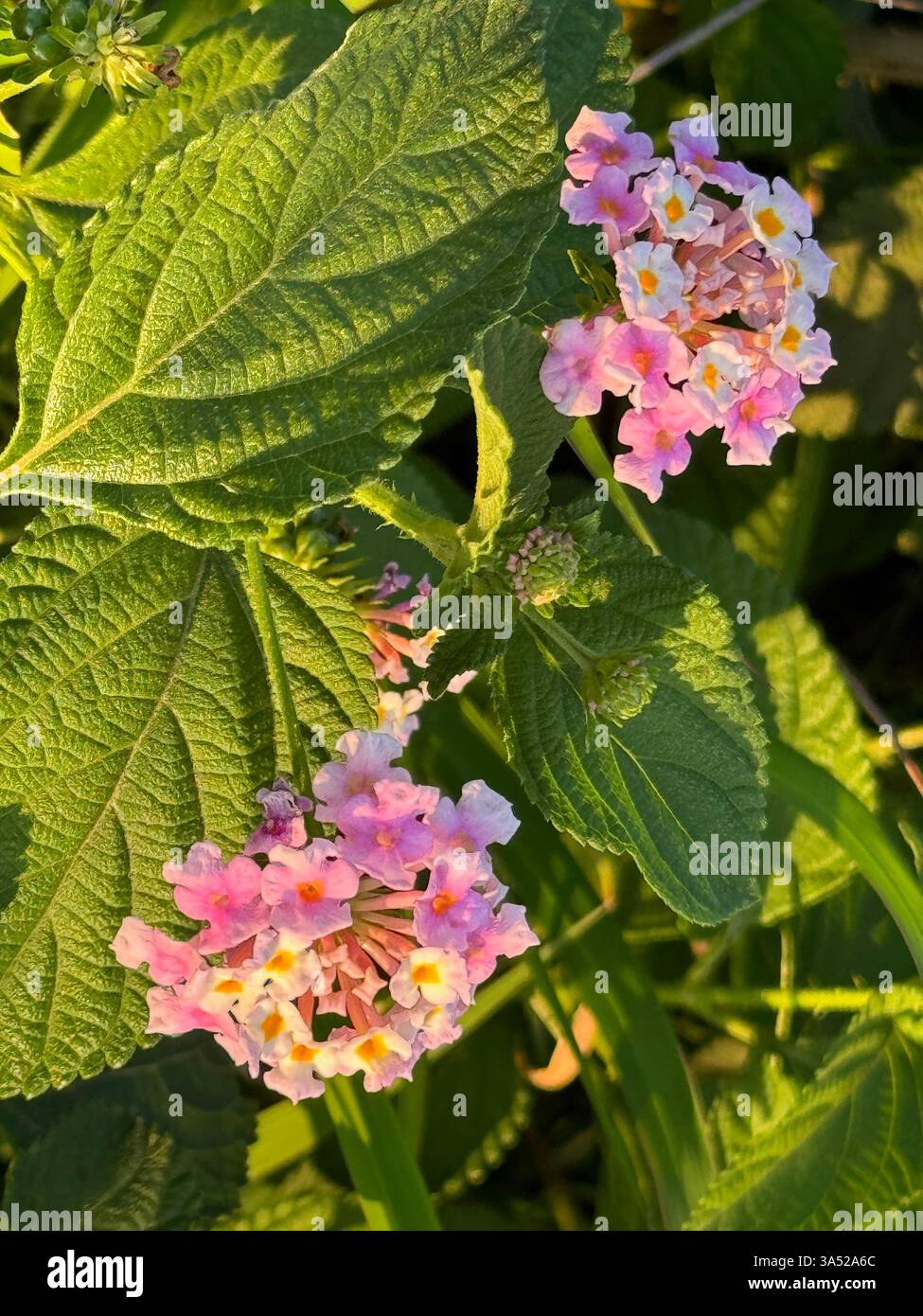 Rosa Lantana blüht im frühen Morgenlicht - Smartphone-aufgenommenes Stockfoto