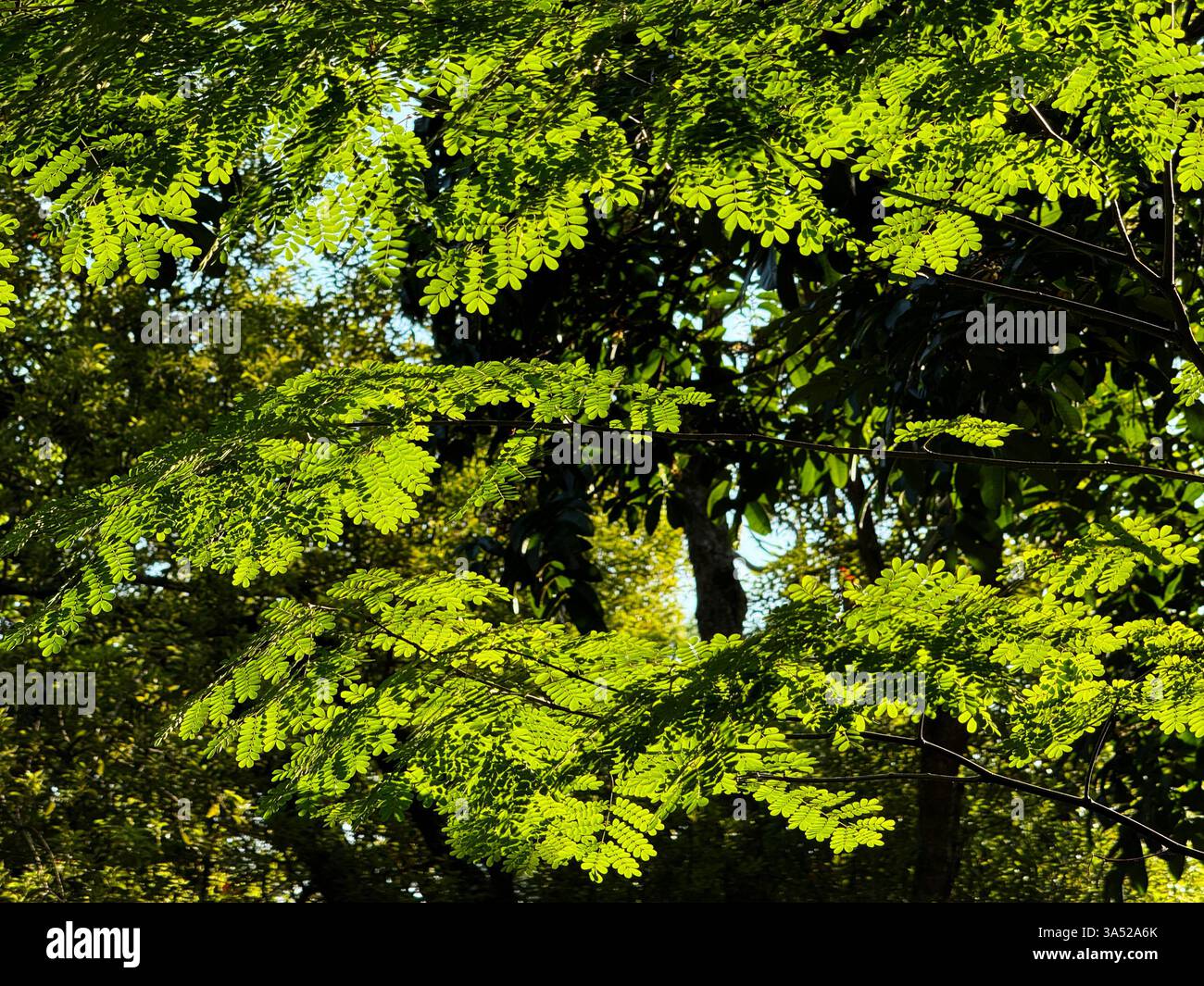 Ein Baum mit der frühen Morgensonne, die ihn im Sommer erhellt - Smartphone-aufgenommenes Stockfoto