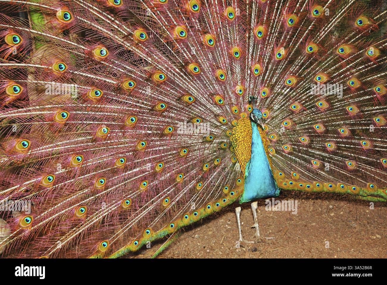 Der Pfau, der einen Schwanz geöffnet hat, in einem Garten von Orchideen Utopia in Israel Stockfoto