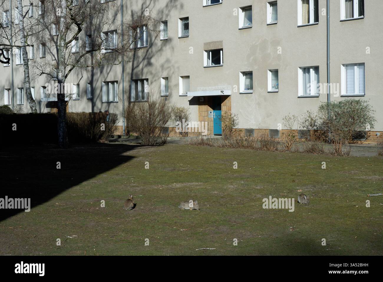 Seimensstadt in Berlin Charlottenburg 2025 umfasst ikonische Sozialwohnungen 1929–34, die von Architekten unter anderem Walter Gropius entworfen wurden. Stockfoto