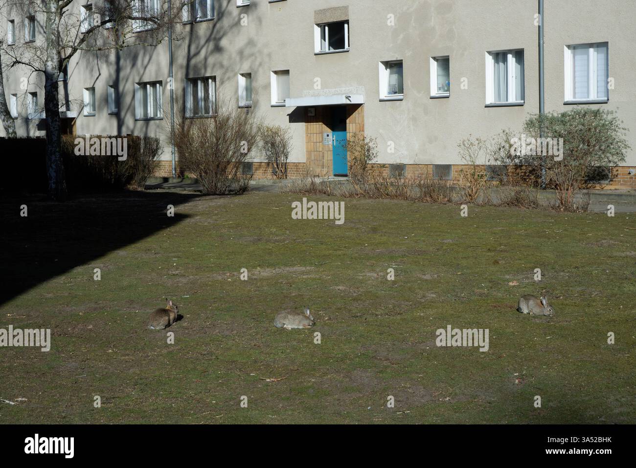 Seimensstadt in Berlin Charlottenburg 2025 umfasst ikonische Sozialwohnungen 1929–34, die von Architekten unter anderem Walter Gropius entworfen wurden. Stockfoto