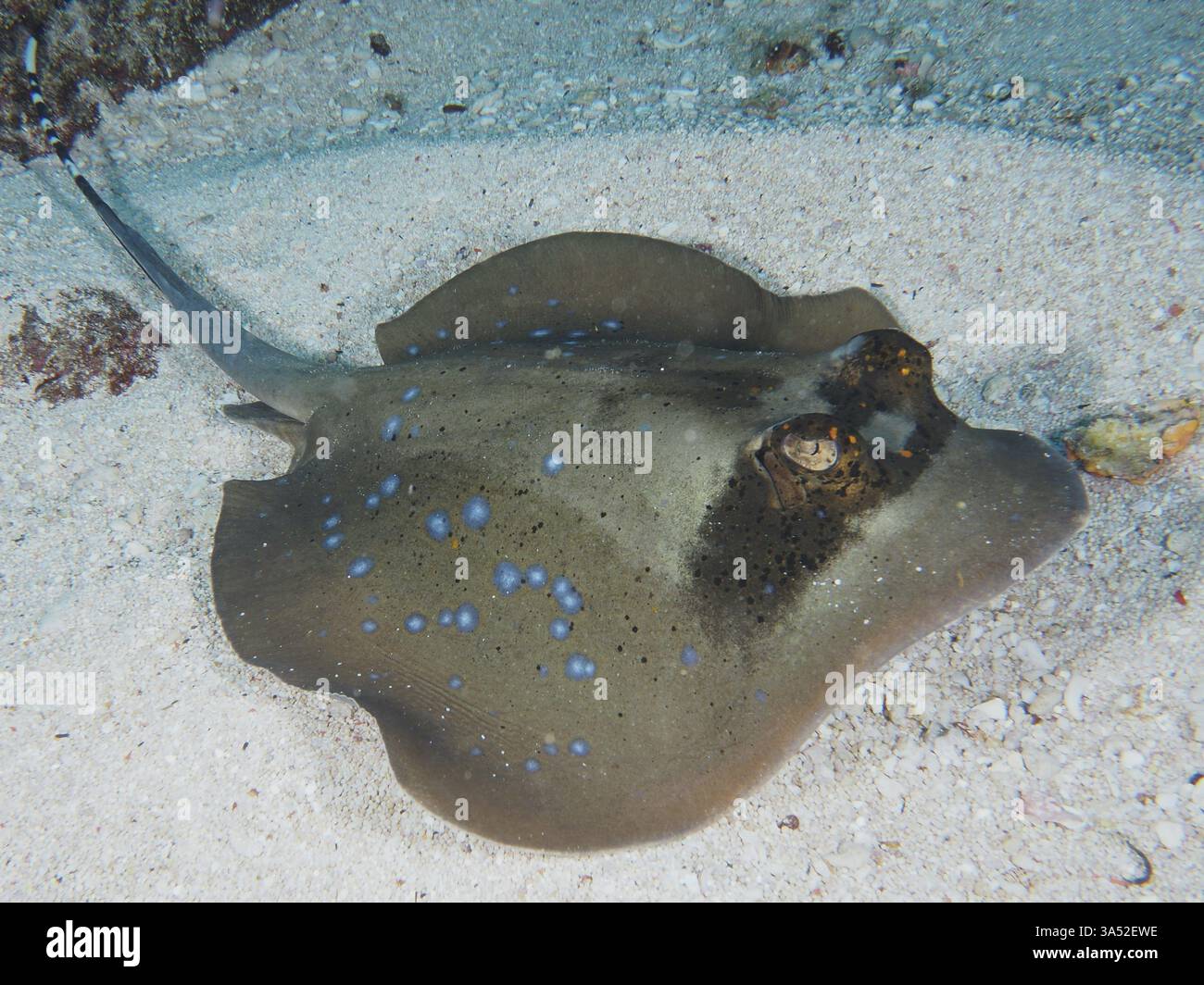 Ein Blaufleckenrochen, Blaufleckenrochen (Neotrygon kuhlii), auf dem sandigen Meeresboden gelegen, Tauchplatz SD, Nusa Ceningan, Nusa Penida, Bali, Indonesien, Asien Stockfoto