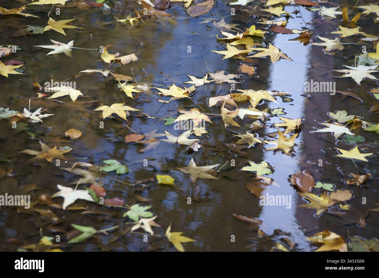 Herbst geht in eine Pfütze Stockfoto
