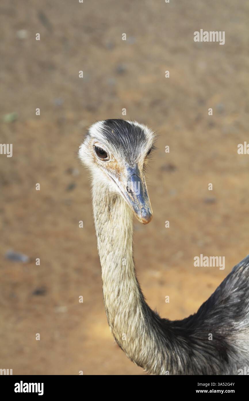 Herrliche Tiere in der israelischen Zoo Safari. Ein aufmerksamer Anblick eines Straußes Stockfoto