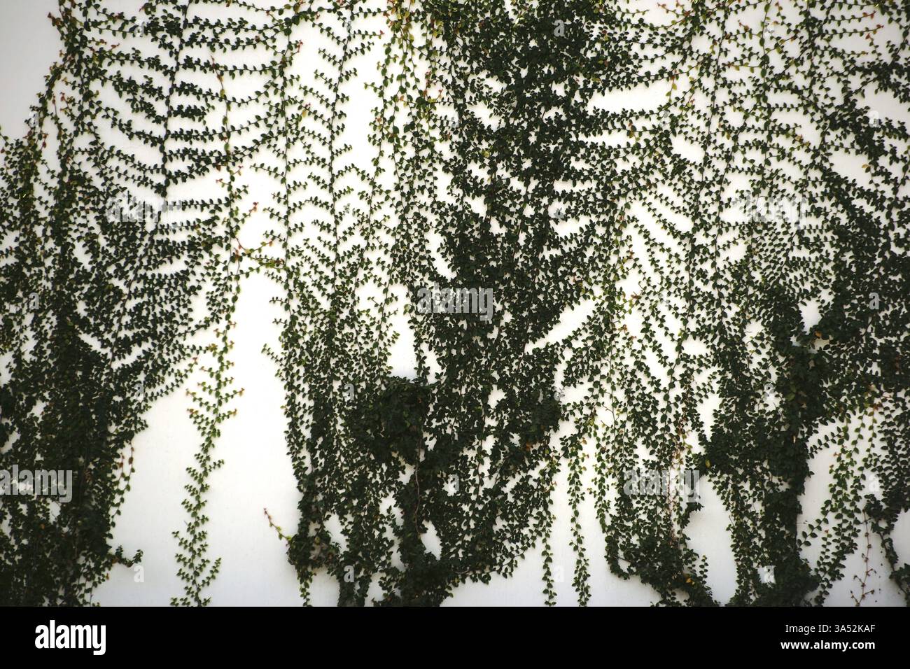 Eine Kletterpflanze wächst aus der Gipsschicht einer Hauswand Stockfoto