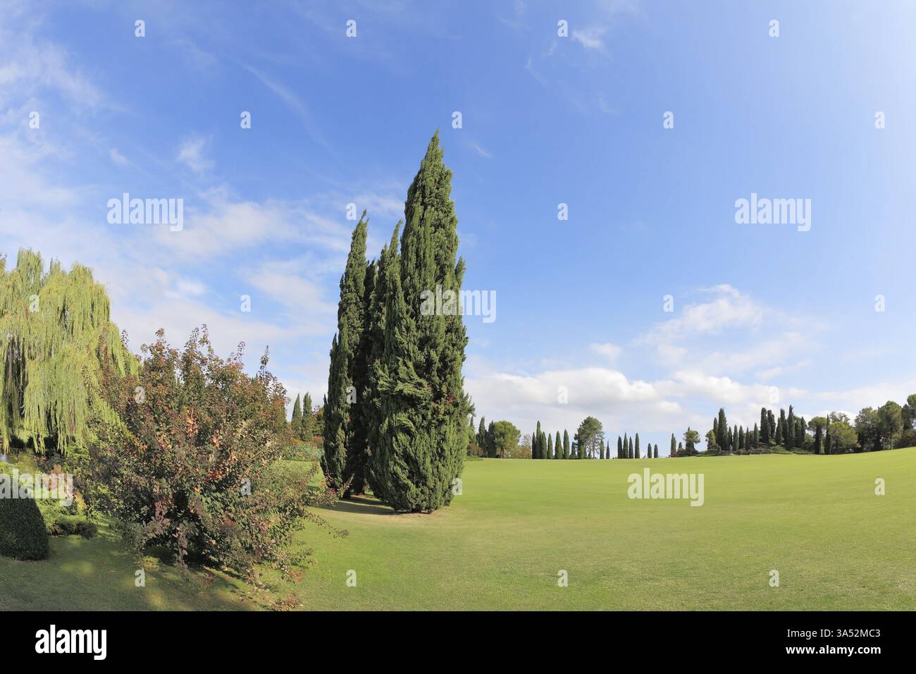 Zwei schlanke Zypressen auf einem grünen Rasen im Park. Ein heller Sommertag geht zu Ende Auf dem Gras knackige Schatten Stockfoto
