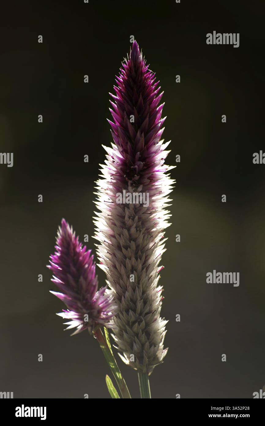 Die stachelförmige Blütenstände der Silbercelosia, Celosia argentea Stockfoto