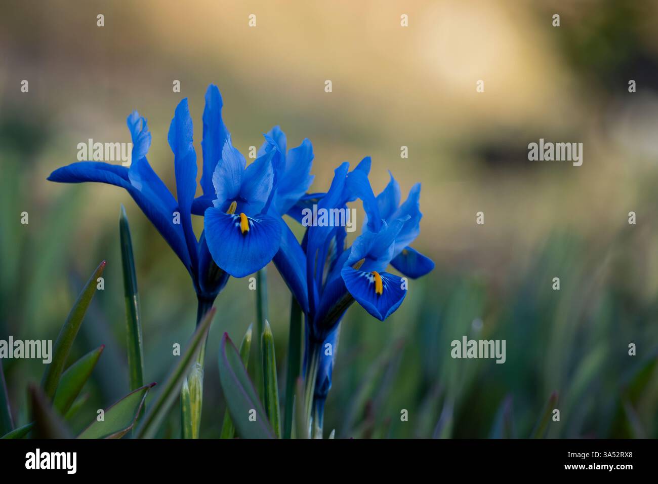 Himmelblaue Iris reticulata 'Harmony' wächst im Garten. Blauer Zwerg, der im Frühjahr blüht. Weichzeichner. Selektiver Fokus. Stockfoto