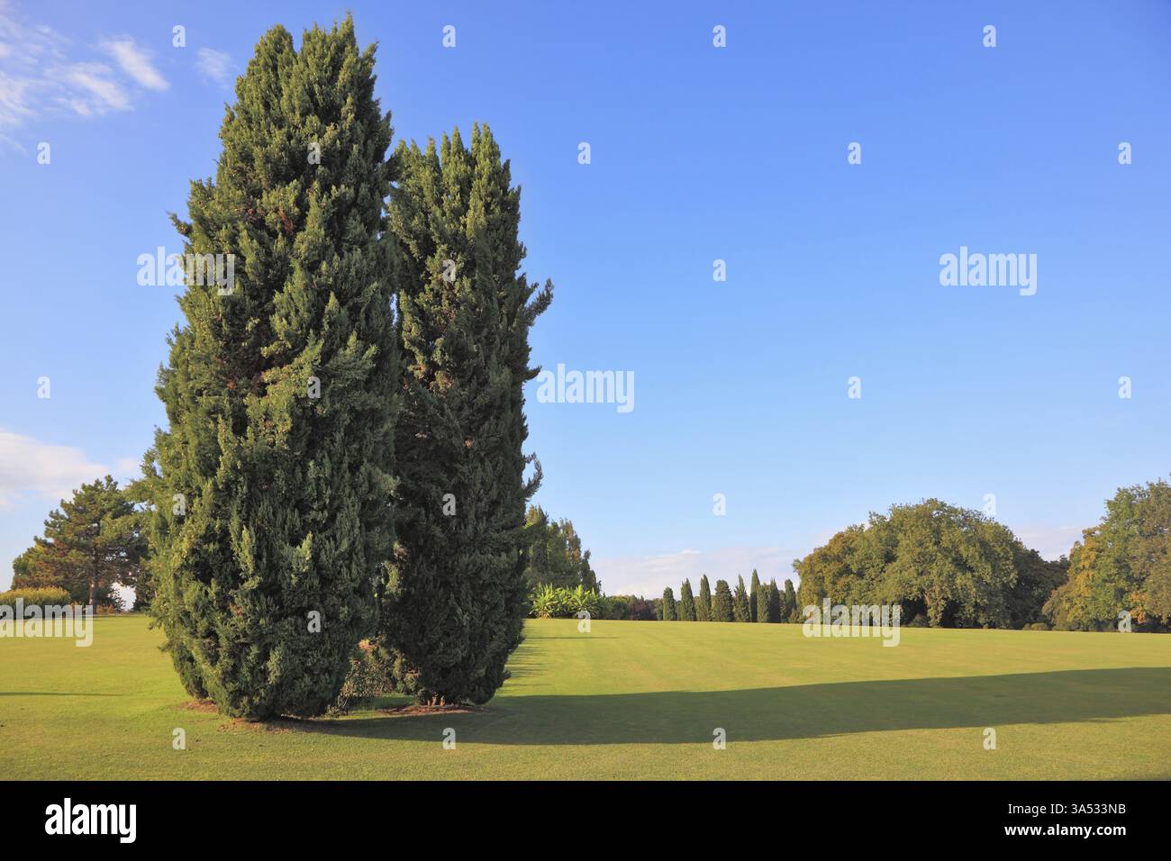 Zwei schlanke Zypressen auf einem grünen Rasen im Park. Ein heller Sommertag geht zu Ende Auf dem Gras knackige Schatten Stockfoto