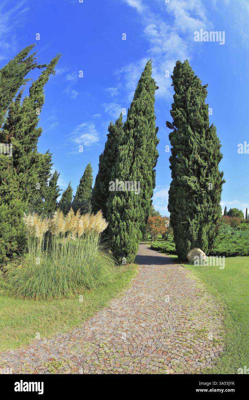 Zwei schlanke Zypressen haben einen befestigten Pfad getrennt. Der helle Sommertag geht zu Ende Stockfoto