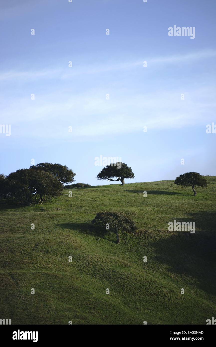Grasbewachsene Hügel in der Nähe von Carmel im Süden Kalifoniens mit kleinen knorrigen und runden Bäumen Stockfoto