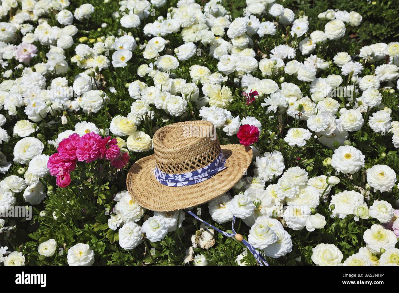 Eleganter Strohhut links in einem hellen rosa und weißen Blüten Stockfoto