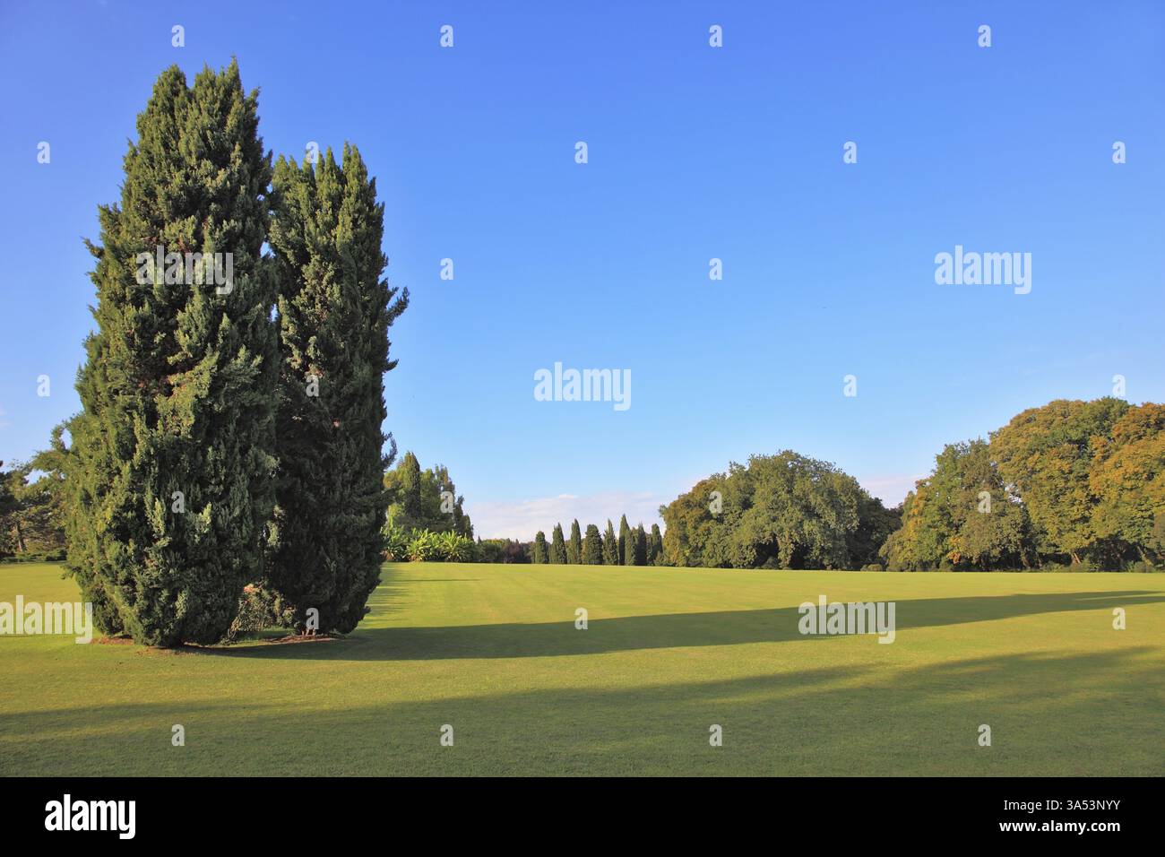 Zwei schlanke Zypressen auf einem grünen Rasen im Park. Ein heller Sommertag geht zu Ende Auf dem Gras knackige Schatten Stockfoto