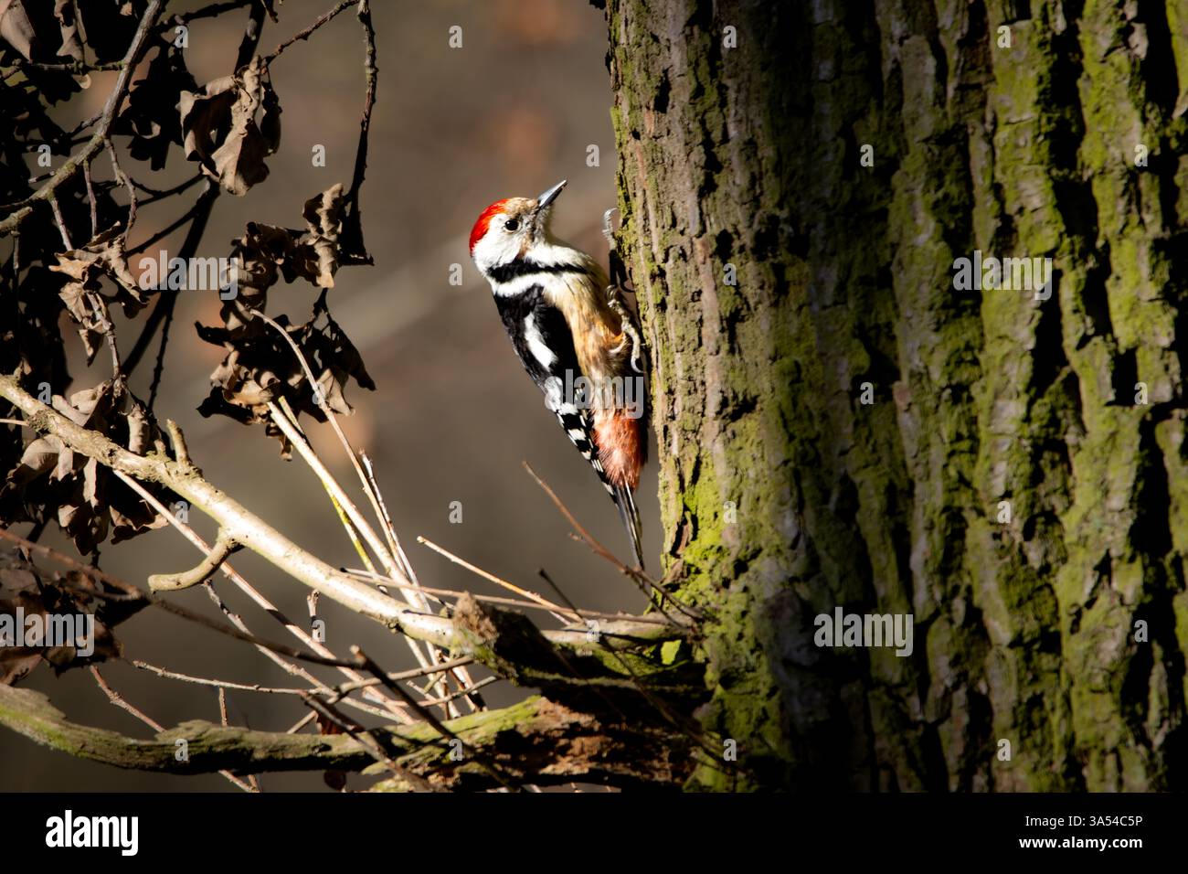 Ein Mittelspecht (Dendrocoptes medius) auf einem Baum in seiner natürlichen Umgebung. Der mittelgroße Spechte mit seiner charakteristischen roten Krone, b Stockfoto