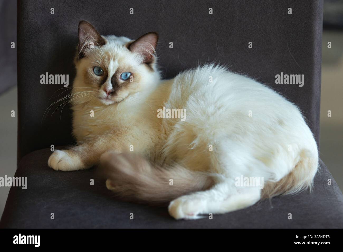 Ragdoll Cat, Australien. Stockfoto