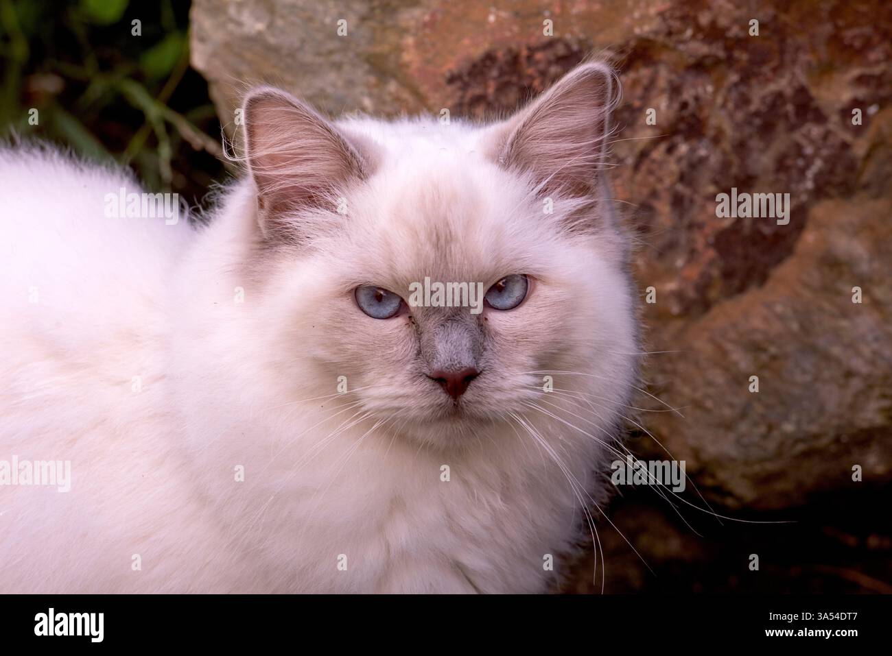 Ragdoll Cat, Australien. Stockfoto